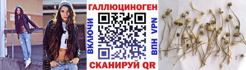 Псилоцибиновые грибы Cubensis  Почеп 